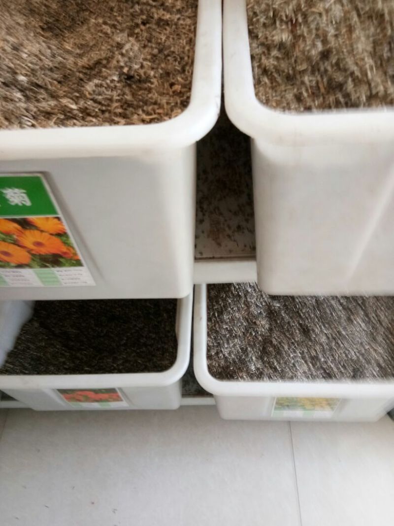 贡菊种子95%以上散装黄菊花种子出售黄菊食用泡茶白