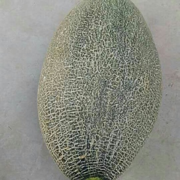 西州蜜瓜3斤以上长圆形