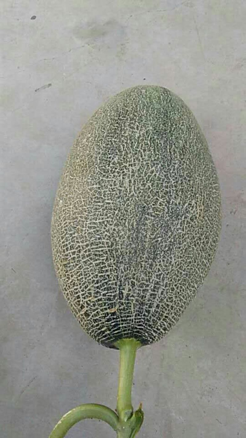 西州蜜瓜3斤以上长圆形
