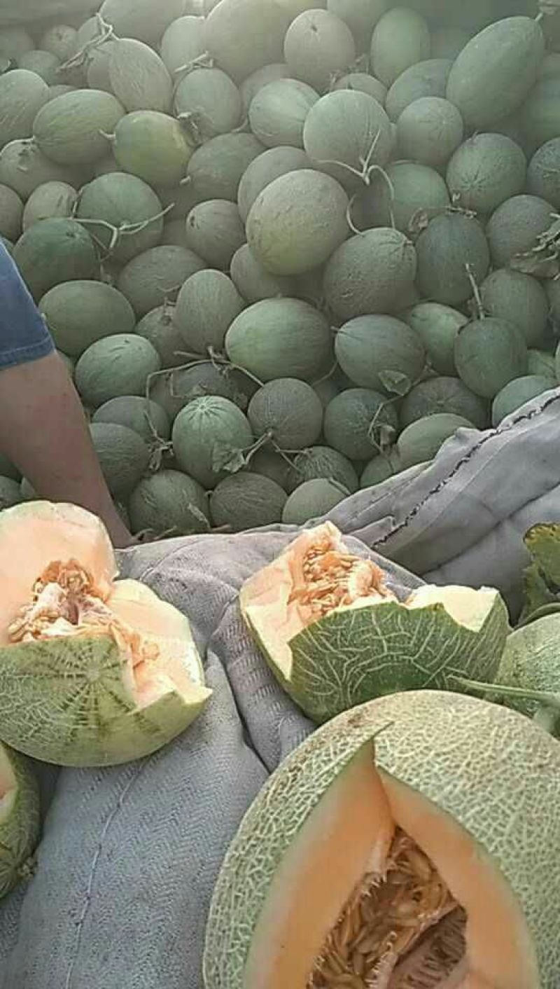 西州蜜瓜3斤以上长圆形