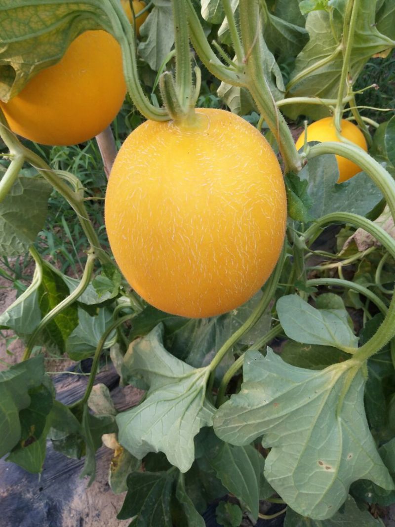 西州蜜瓜3斤以上长圆形