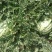 金城5号西瓜15斤打底8成熟1茬