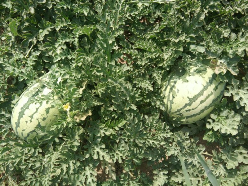 金城5号西瓜15斤打底8成熟1茬