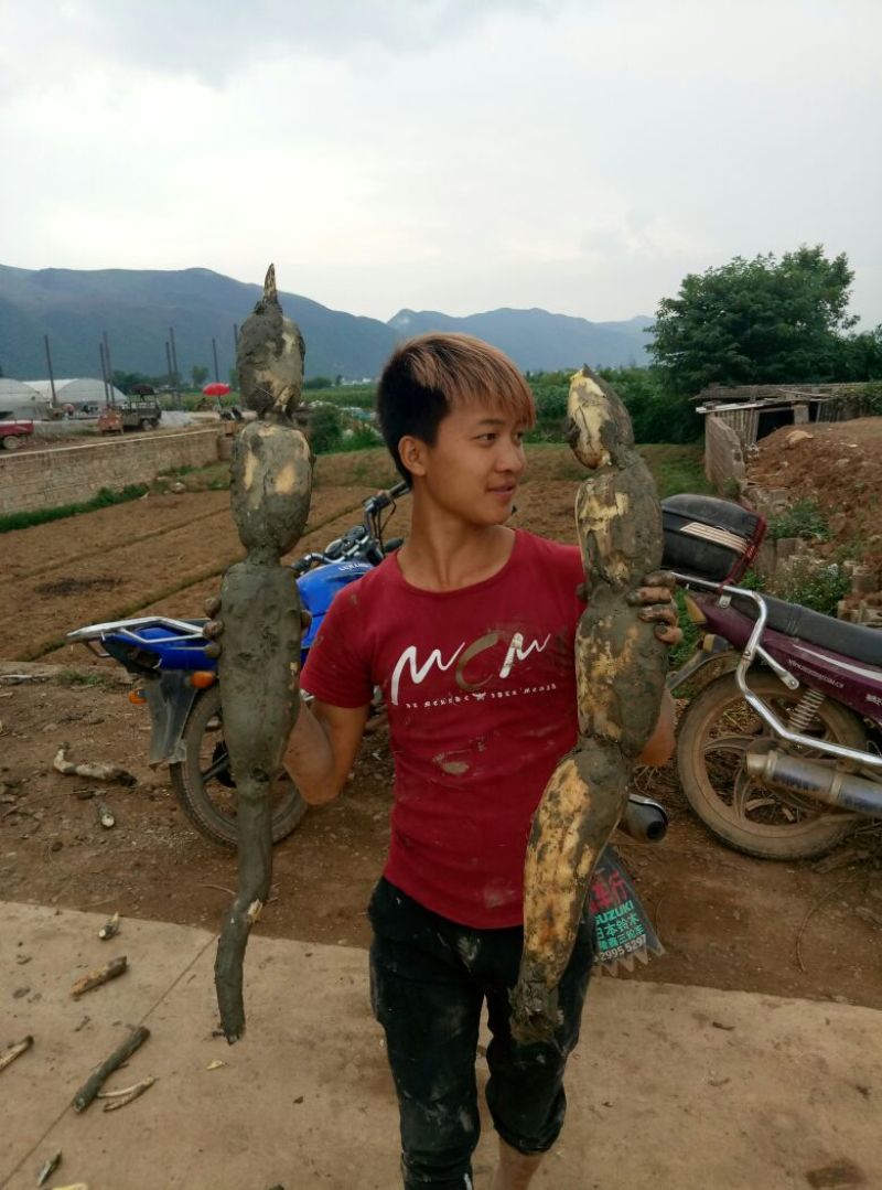 云南早藕专业代办云南本省市场勿扰谢谢。