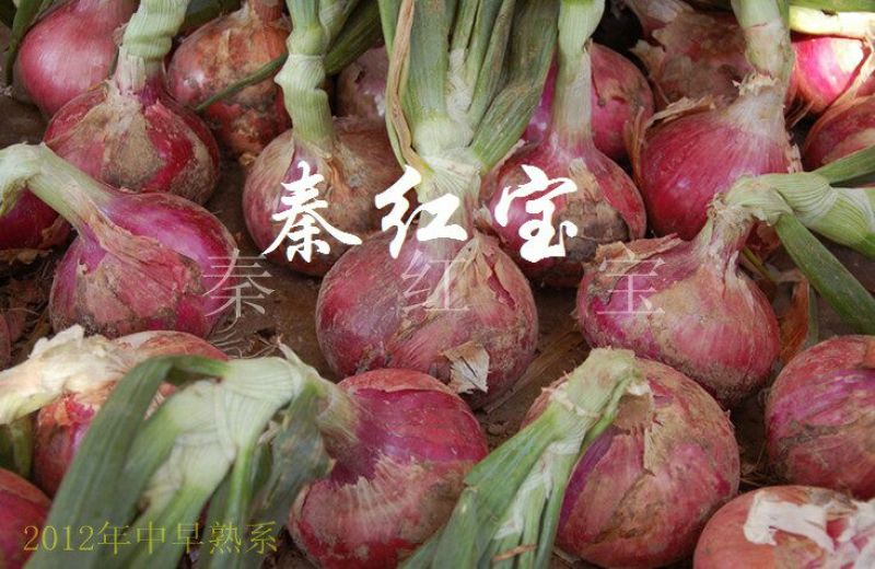 早熟红皮洋葱种子秦红宝3号适合山东河南安徽甘肃新疆等