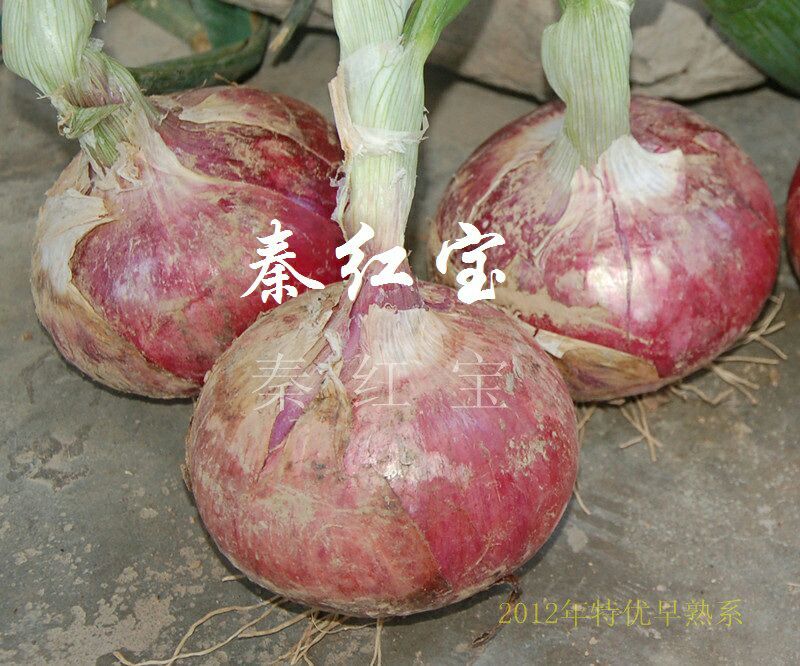 早熟红皮洋葱种子秦红宝3号适合山东河南安徽甘肃新疆等