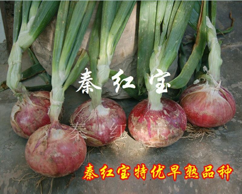 早熟红皮洋葱种子秦红宝3号适合山东河南安徽甘肃新疆等