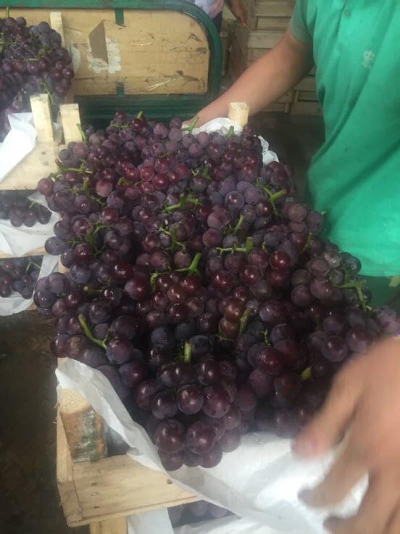 优质的巨峰葡萄重磅来袭