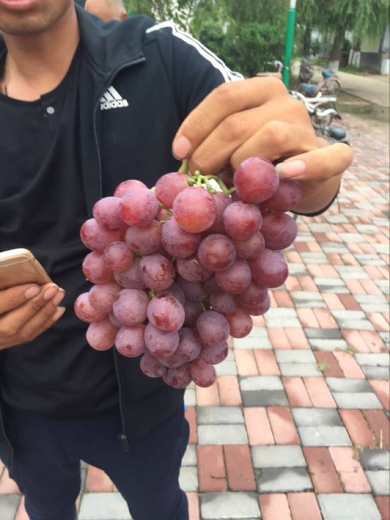 优质的巨峰葡萄重磅来袭