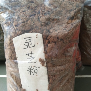 苦丁茶