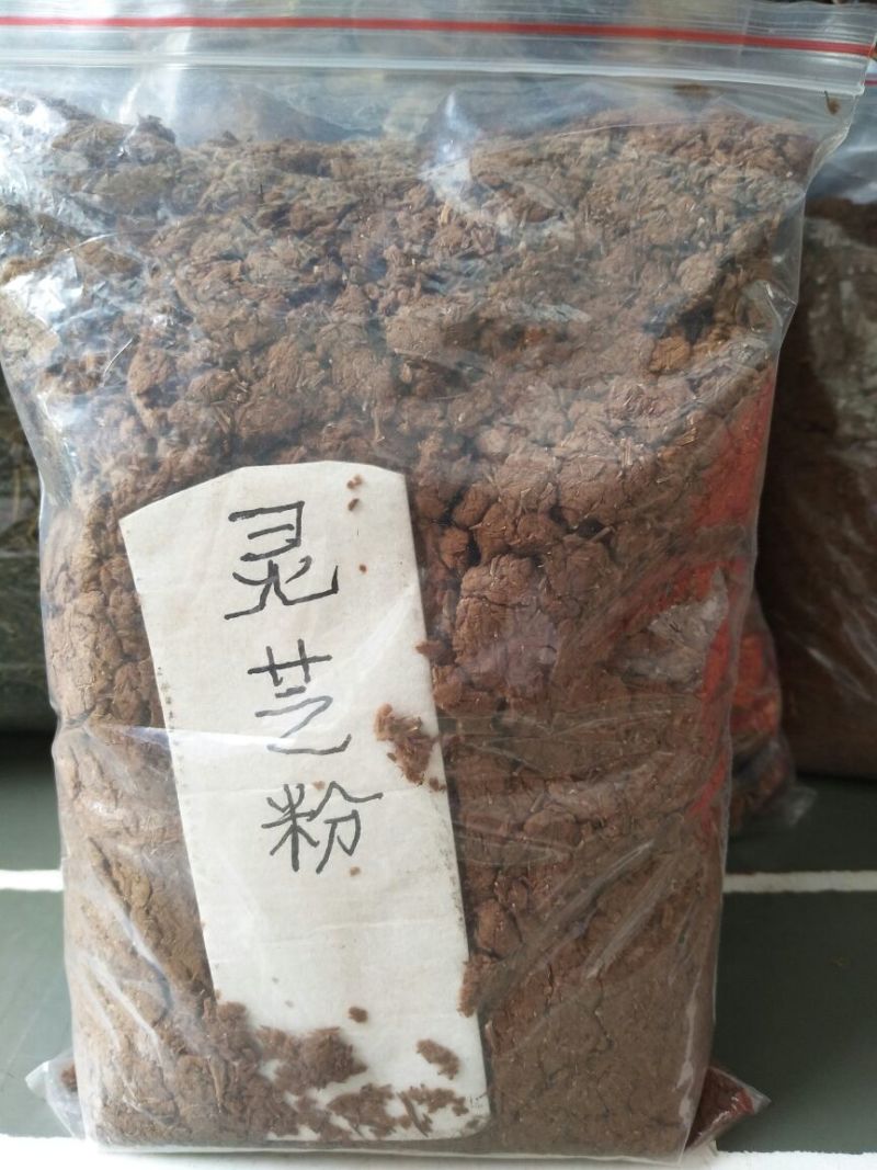 苦丁茶