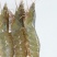 基围虾青岛大虾大虾，肉质鲜嫩爽滑现货秒发