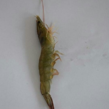 基围虾青岛大虾大虾，肉质鲜嫩爽滑现货秒发