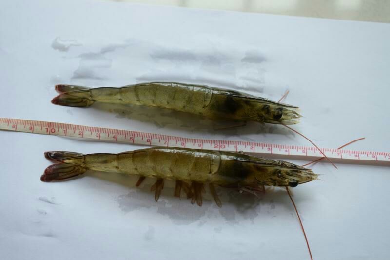 基围虾青岛大虾大虾，肉质鲜嫩爽滑现货秒发