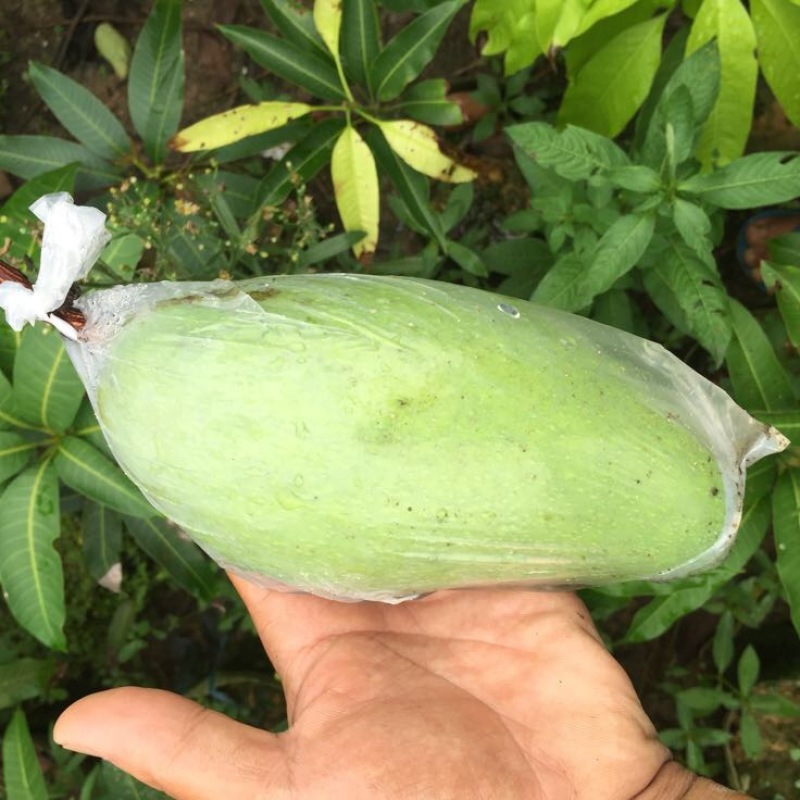 金煌芒树苗（美植袋大苗）
