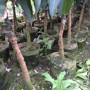 金煌芒树苗（美植袋大苗）