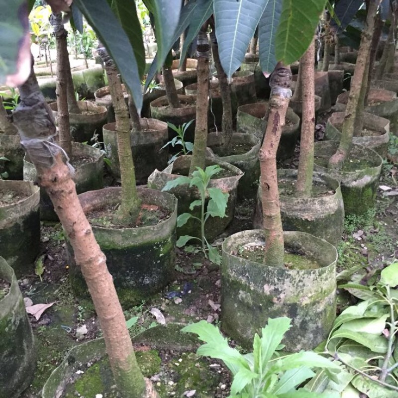 金煌芒树苗（美植袋大苗）