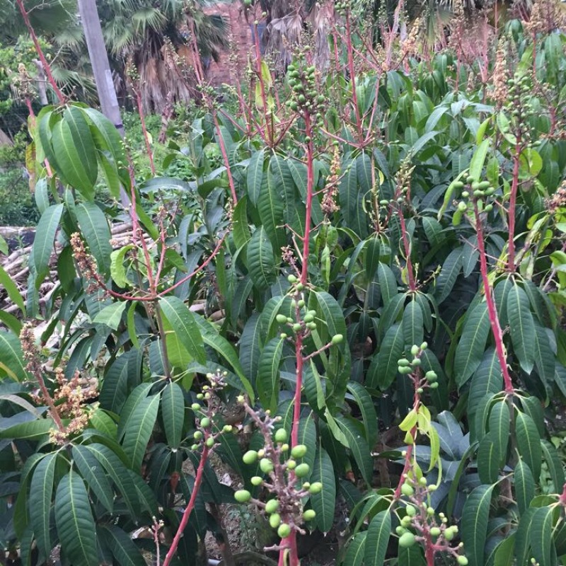 金煌芒树苗（美植袋大苗）