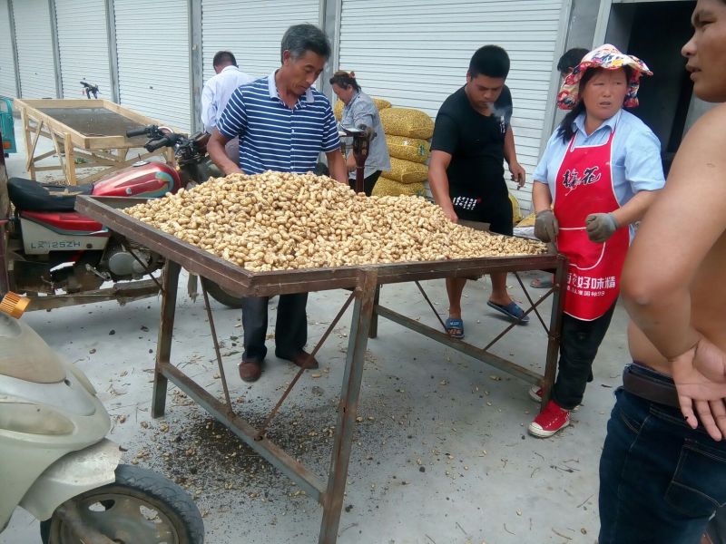 鲜花生白沙系列带壳过筛手捡精品果，颗粒饱满，货源充足。