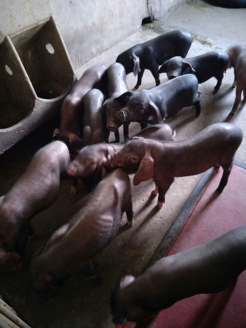 太湖母猪种猪养殖基地直发量大从优保质保量诚信经营可考察