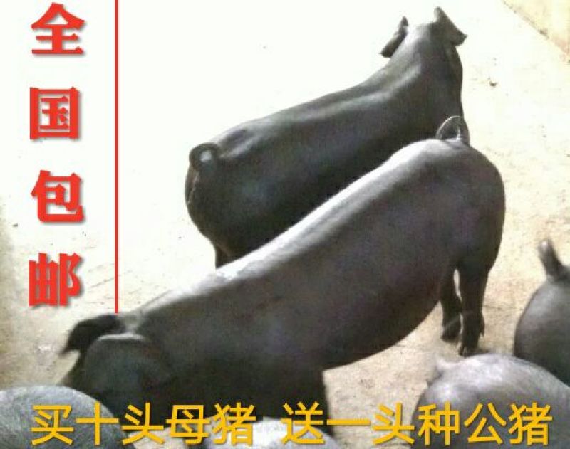 太湖母猪种猪养殖基地直发量大从优保质保量诚信经营可考察