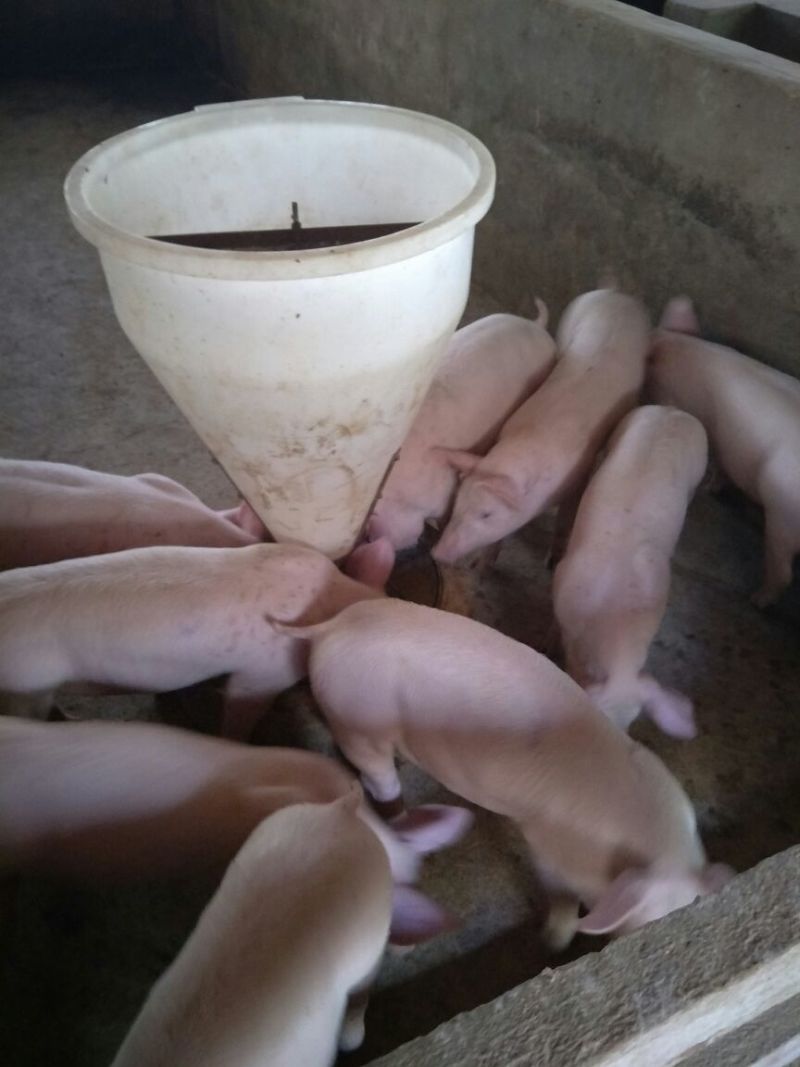 二元母猪种猪养殖基地直发量大从优保质保量诚信经营可考察