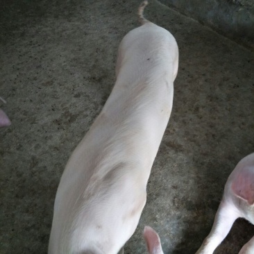 二元母猪种猪养殖基地直发量大从优保质保量诚信经营可考察