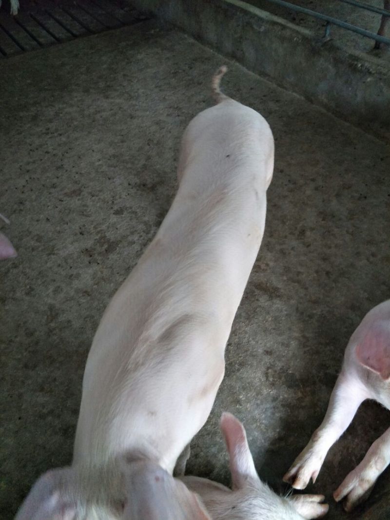 二元母猪种猪养殖基地直发量大从优保质保量诚信经营可考察