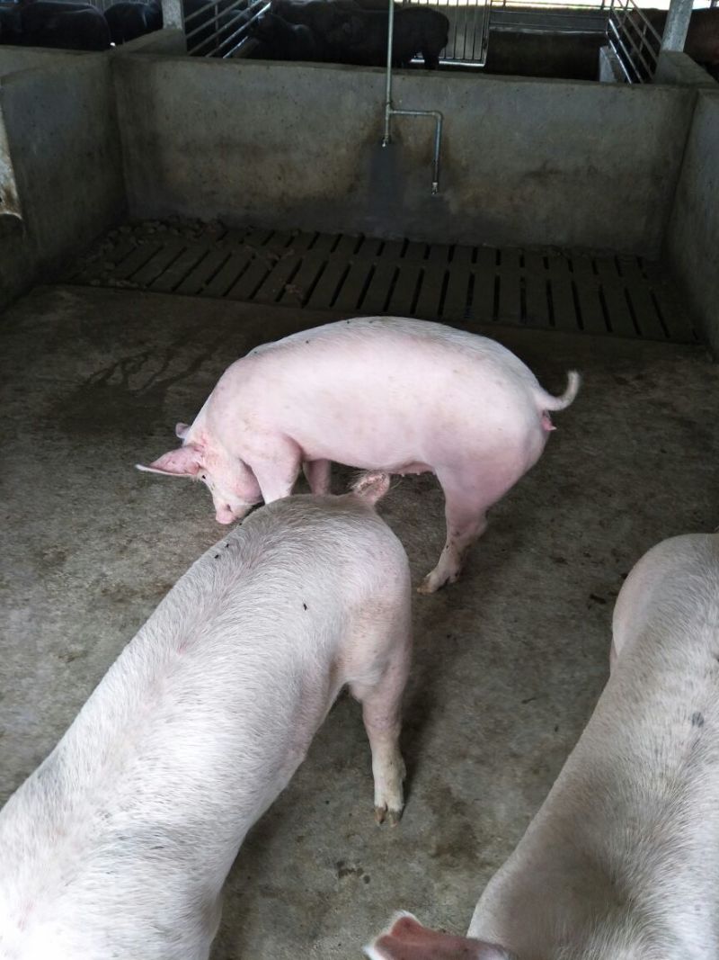 二元母猪种猪养殖基地直发量大从优保质保量诚信经营可考察