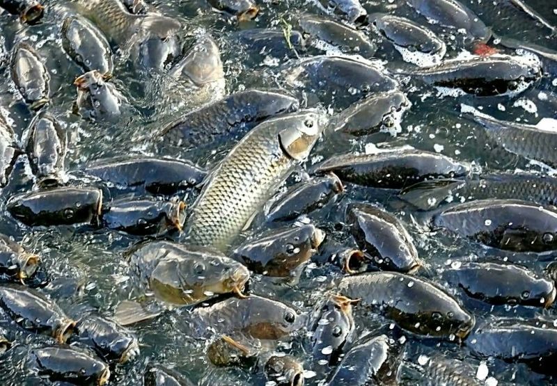 河鲤鱼食用1~2公斤