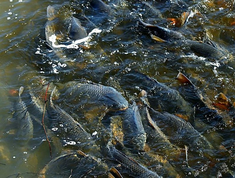 河鲤鱼食用1~2公斤