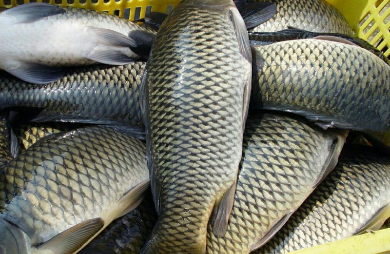 河鲤鱼食用1~2公斤