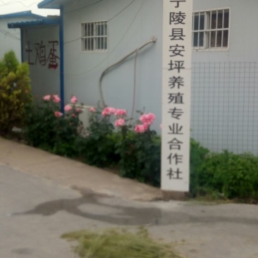华北柴鸡12月以上