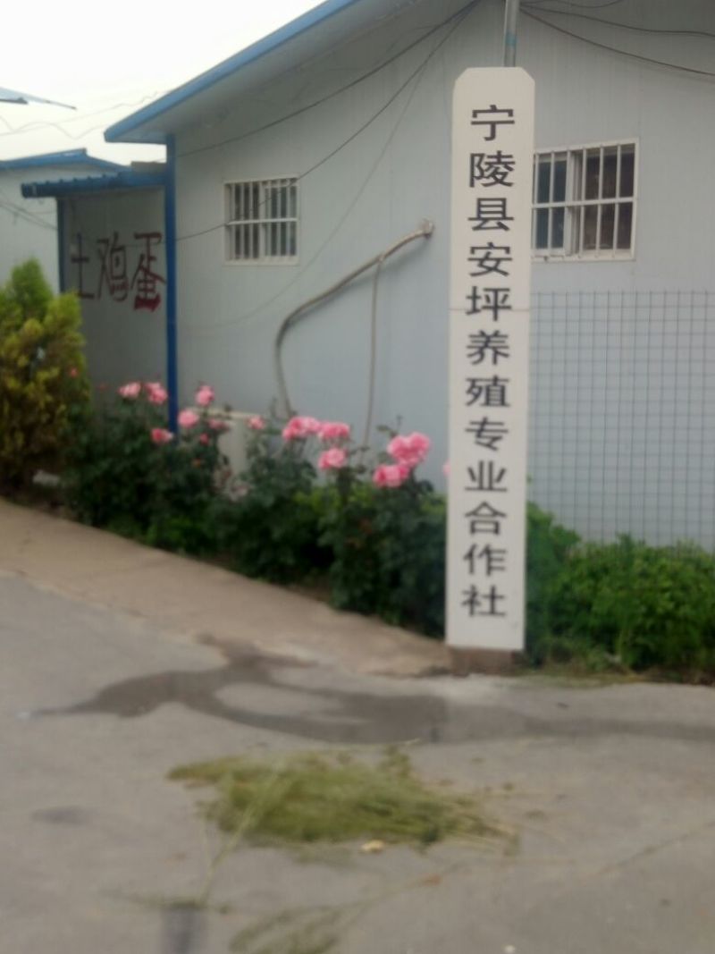 华北柴鸡12月以上