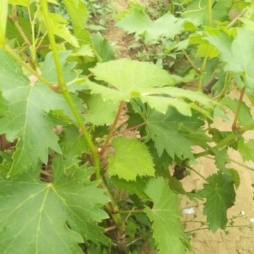 夏黑葡萄苗2年50~80cm