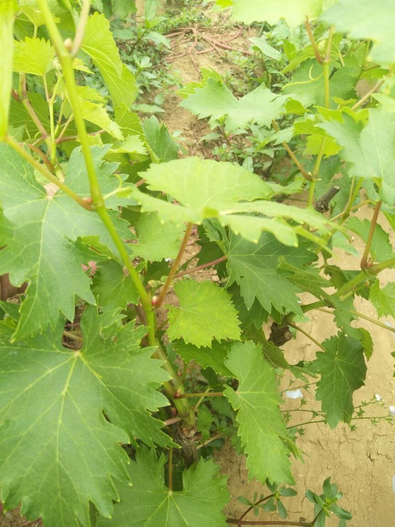 夏黑葡萄苗2年50~80cm