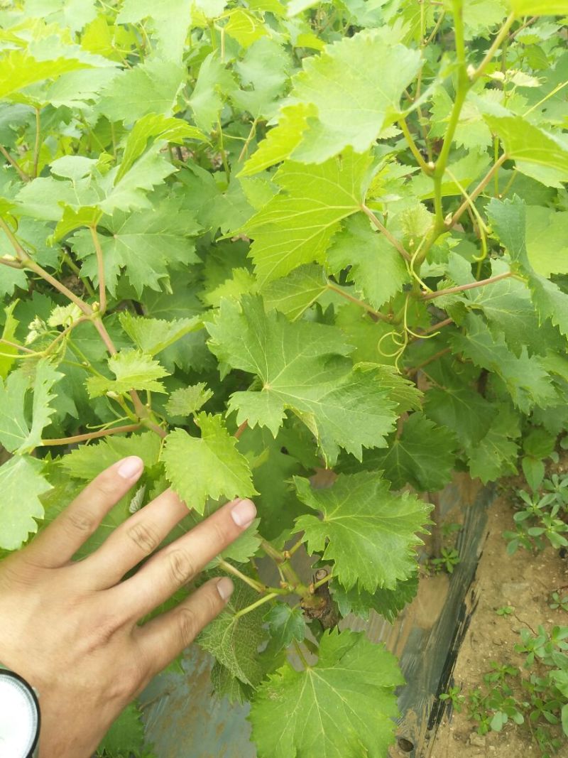 夏黑葡萄苗2年50~80cm