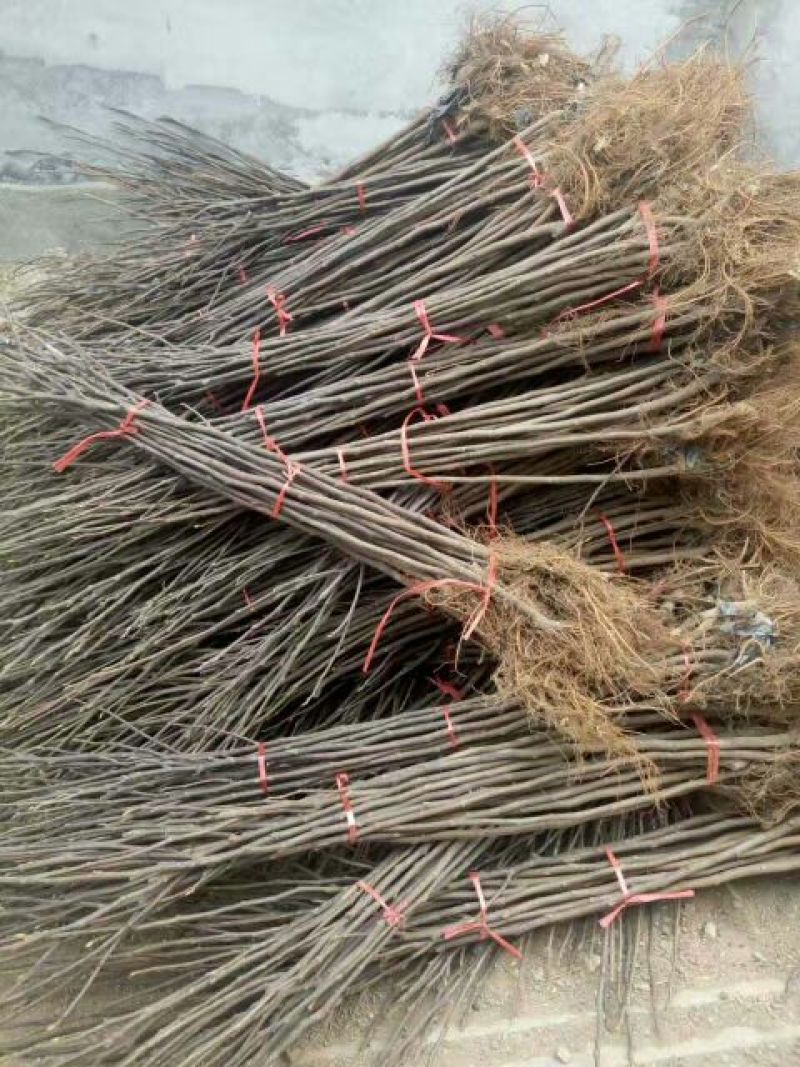 李子树苗50~100cm