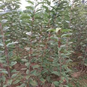 李子树苗50~100cm