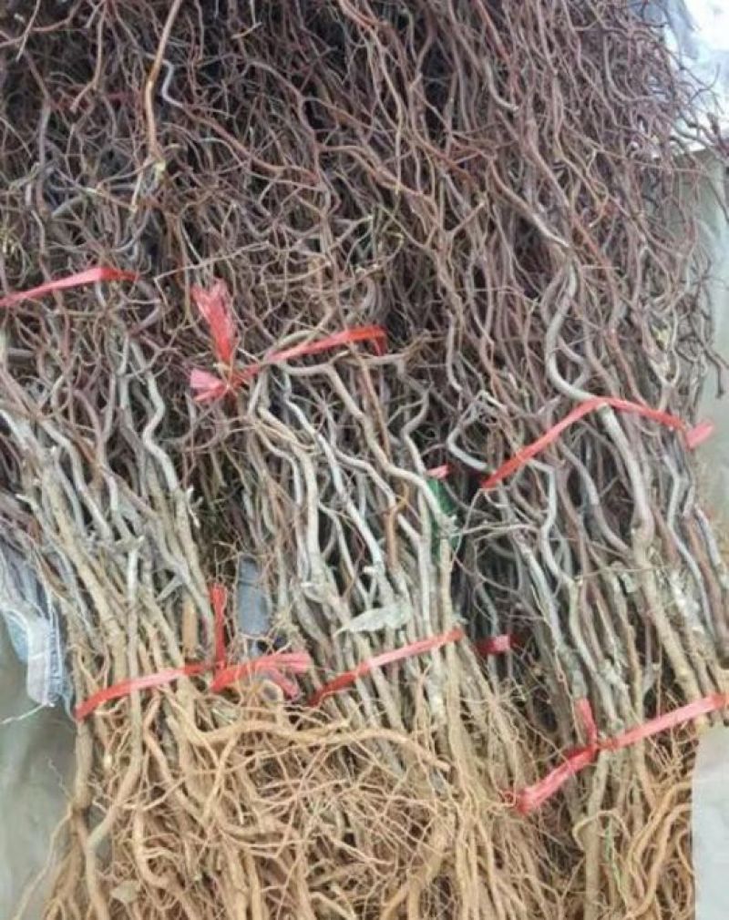冬枣树苗50~80cm品种纯