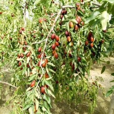 冬枣树苗50~80cm品种纯