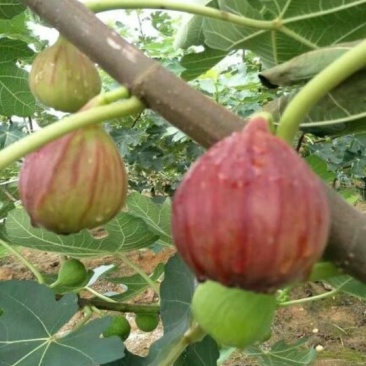 布兰瑞克无花果苗50~80cm