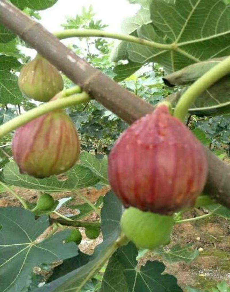 布兰瑞克无花果苗50~80cm