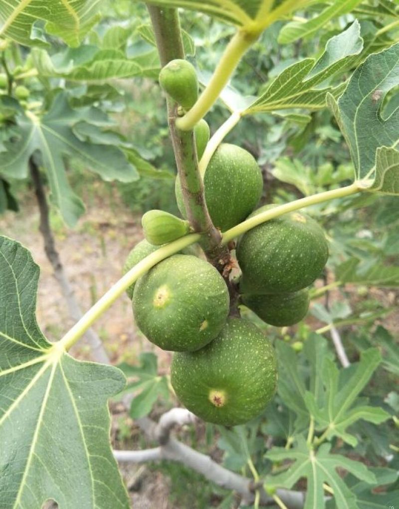 布兰瑞克无花果苗50~80cm