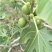 布兰瑞克无花果苗50~80cm