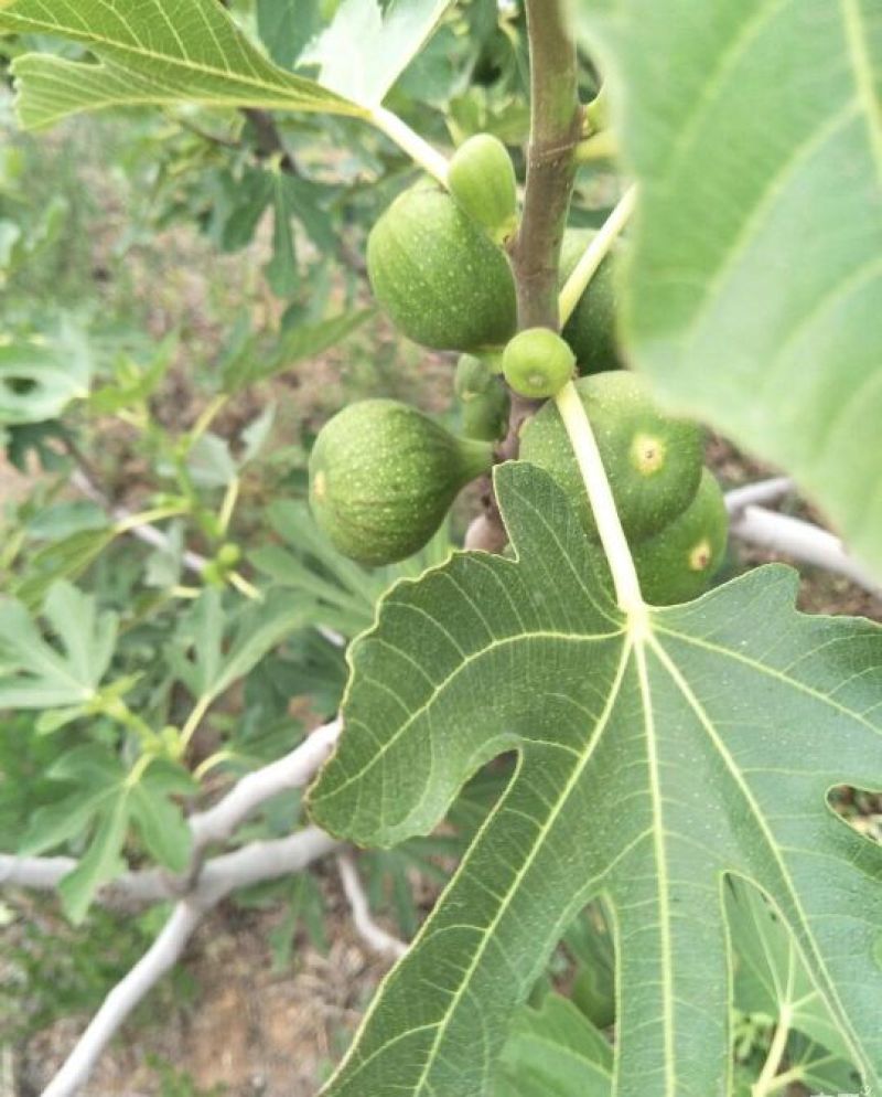 布兰瑞克无花果苗50~80cm