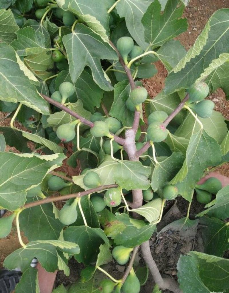 布兰瑞克无花果苗50~80cm