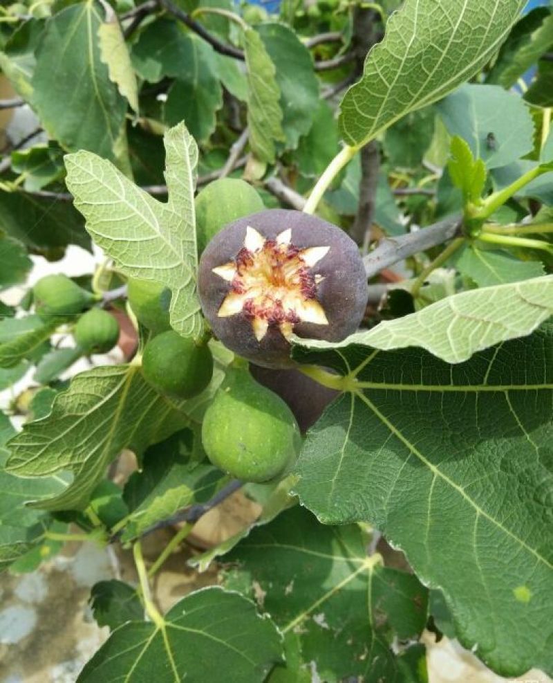 布兰瑞克无花果苗50~80cm