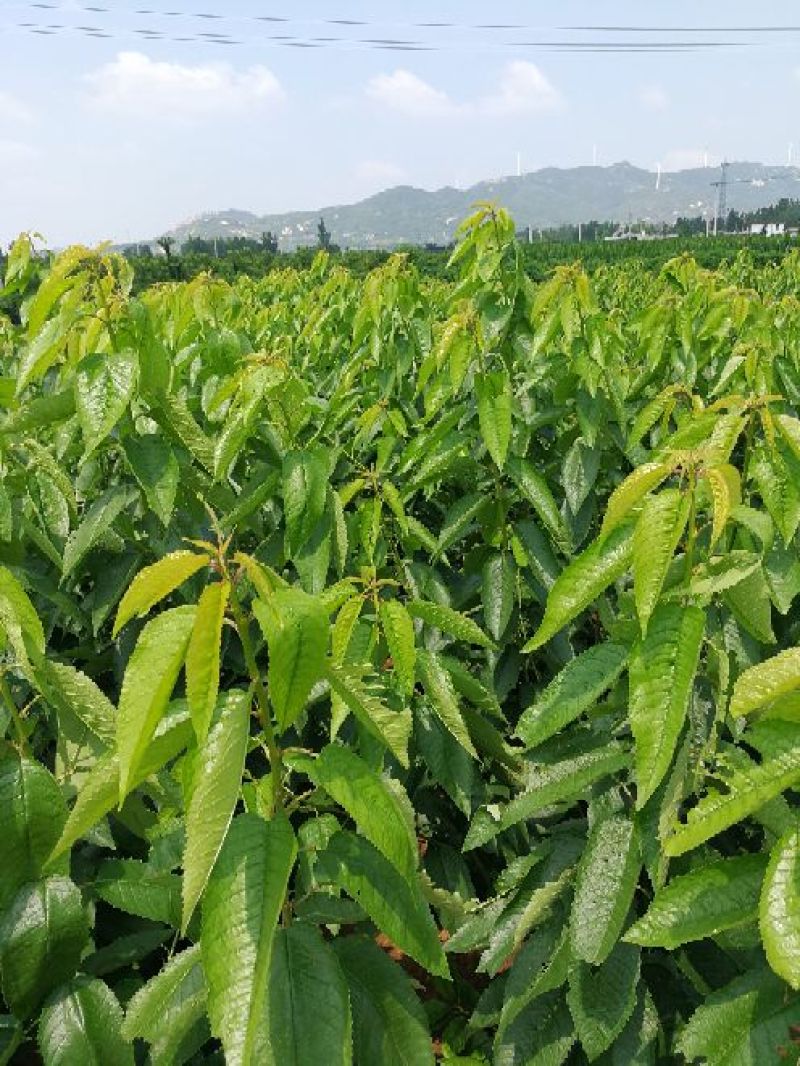 樱桃树苗2年80cm以上
