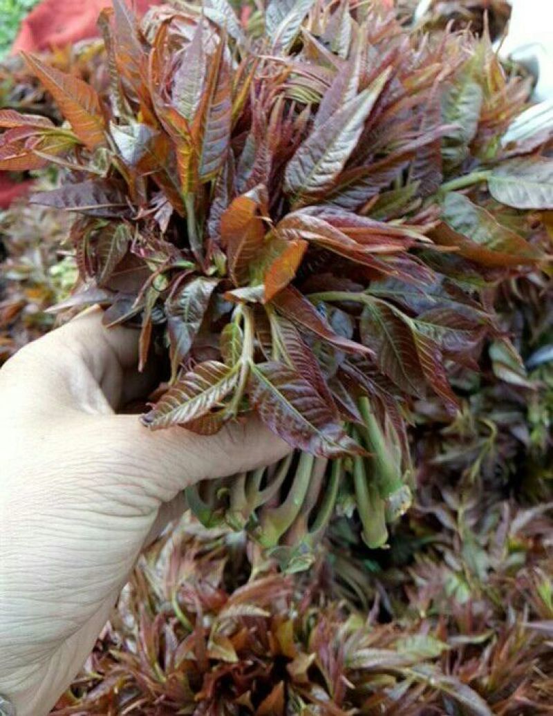 红油6号香椿苗免费提供种植技术管理